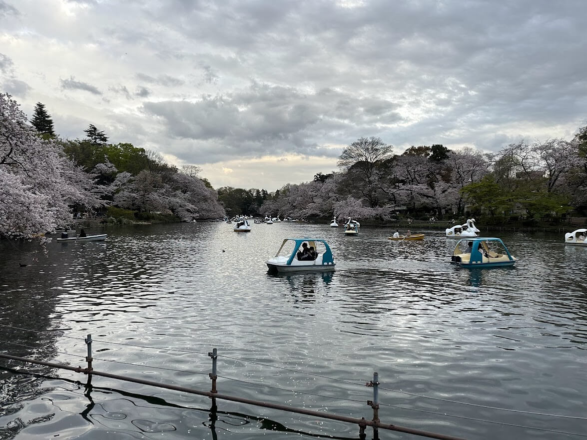 Inokashira Park Swan Boats