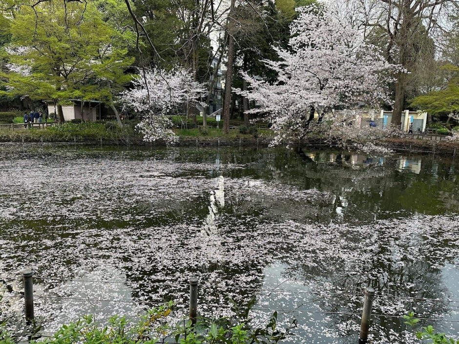 Inokashira Park: Cherry Blossom Petals on the Water